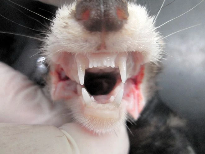 إعادة نموّ الأسنان : اليابان وثورة الظُبان